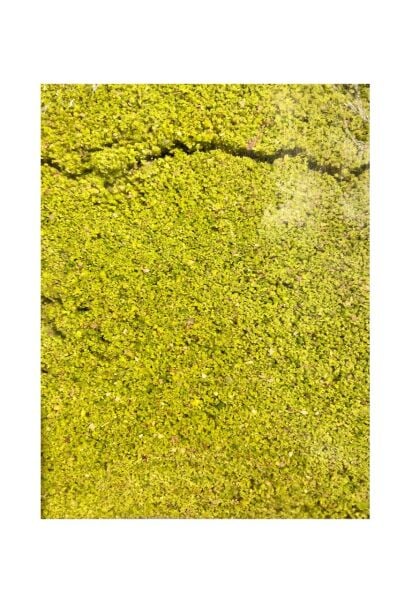 Toz Antep Fıstık, Toz Yeşil Fıstık 160 Gr.