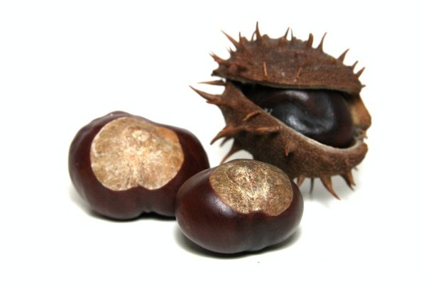 At Kestanesi 250 Gr.