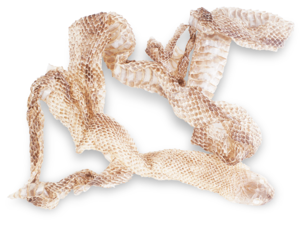 Yılan Gömleği 5 cm.