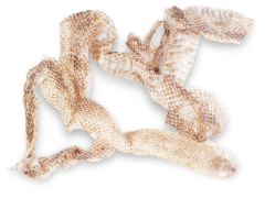 Yılan Gömleği 5 cm.