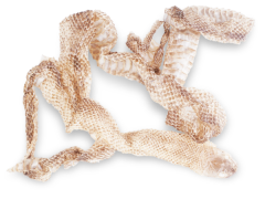 Yılan Gömleği 5 cm.